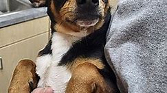 Greeneville, TN - Chihuahua. Meet Eugene/ AC 25359 E a Pet for Adoption - AdoptaPet.com