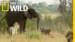 Fending Off The Enemy | Elephant: King of the Kalahari