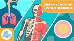 Organization of Living Beings 🦠🦴🧍🏻♂️ Cells, Tissues, Organs, Organ Systems and Organisms 🔬
