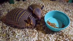 New Orleans zoo celebrates the birth of armadillo pups