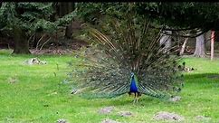 A beautiful peacock bird showing feathers ||