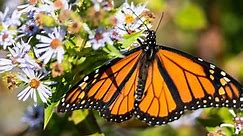 Male vs Female Monarch: What are the Differences?