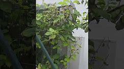 Au degerat plantele de mini-kiwi (Actinindia kolomikta și Actinindia arguta)
