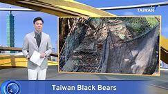 Taiwan Provides Compensation for Formosan Black Bear Damage