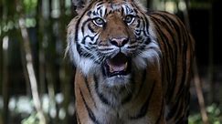 Rare Sumatran tiger dies at Zoo Atlanta due to ‘kidney disease’