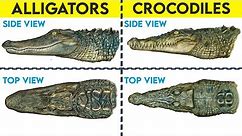 Crocodiles vs Alligators - How are they the same? How are they different?