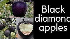 Black diamond apple | Expensive fruit in the world | Health benefits | Rare fruit| Chinese red apple
