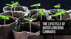 The Lifecycle of Autoflowering Cannabis