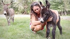 We Have a New BABY Miniature Donkey!