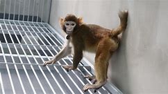 Researchers clone monkeys