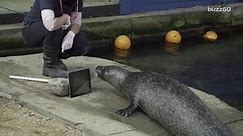 Separated seal couple stays in touch via FaceTime