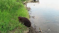 Beavers Doing Beaver Things