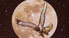Meaning Of A Hawk: The Spiritual & Symbolic Significance