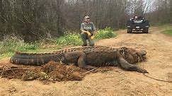 A massive 13 foot alligator has been found in Southwest Georgia
