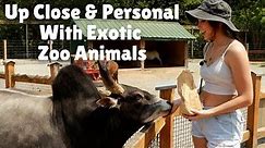 Virtual Petting Zoo Tour Exploring the Outdoor Zoo of Wild Exotic Animals