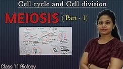 Meiosis | Part 1 | Prophase 1 | Cell cycle and Cell division | Class 11 biology | NEET| AIIMS