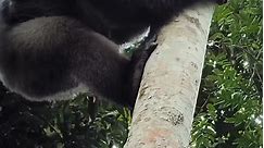 #gorilla #silverbackgorilla #nature #jungle #fypviral #interestingvideos #foryoupage #longervideos #documentary #doco #wildlife #educational #animalworld