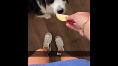 Dog has an unusual reaction to sniffing an apple slice!