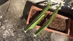 Taking Cuttings from Euphorbia Trigona