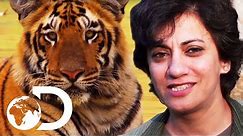 Terrifying Human Attacking Tigers | Living With Man Eaters