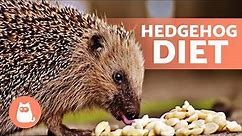 What Do HEDGEHOGS EAT? 🍎🦔 Full Hedgehog Diet!