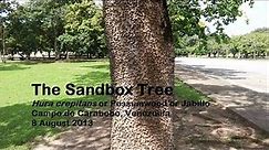 The Sandbox Tree, Venezuela