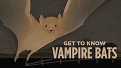 The Case For Vampire Bats