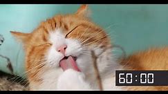 60 Minute Screensaver With Cute Cats | Cat Meow Alarm Sound