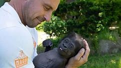 Baby gorilla, who almost died, raised by zookeeper like his own child before meeting adoptive mother