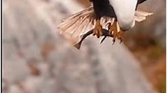 pygargue à tête blanche (Haliaeetus leucocephalus