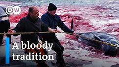 Whale hunting in the Faroe Islands | DW Documentary