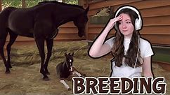 BREEDING AND BUYING PURE BLACK HORSES - Rival Stars Horse Racing | Pinehaven