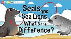 Seals and Sea Lions – What's the Difference?