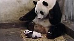 Sneezing Baby Panda: The (Potential) Film Trailer