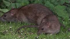 Facts about Rats, carrying eggs and how they live