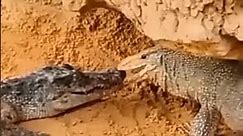 Crocodile Vs Monitor lizard