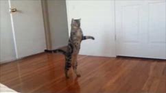 Cats who walk on two legs (A compilation)