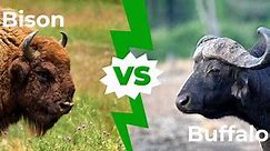 Bison vs Buffalo: 6 Key Differences