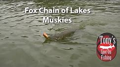 Fox Chain of Lakes Muskies