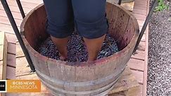 See the fruits of Shayla Reaves' grape stomping efforts