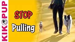 Train your dog to STOP pulling on leash