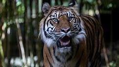 Zoo Atlanta mourns loss of elderly, ailing Sumatran tiger