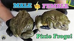 How to Tell the Difference Between a Male and Female Pixie Frog! 🐸🐸