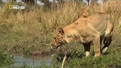 Wild discovery channel animals Lion attack buffalo documentaties Animal planet documentary