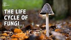 The Life Cycle of Fabulous Fungi | Milkwood