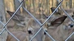 ❤️🦌❤️ Magnolia Fawn Rescue's Open House March 23rd, 10:00-5:00. Gray Court, S.C #fawn #deer #animalrescue #fyp #foryou | Magnolia Fawn Rescue