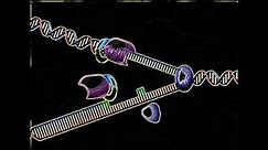 DNA replication animation lecture 1 | Leading strand, lagging strand and Replication fork animation
