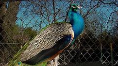 Peacock feeding and raising