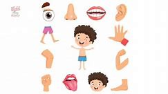 Parts of the body - My body vocabulary for kids - English for kids