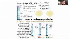 Phage display - theory, techniques, & uses